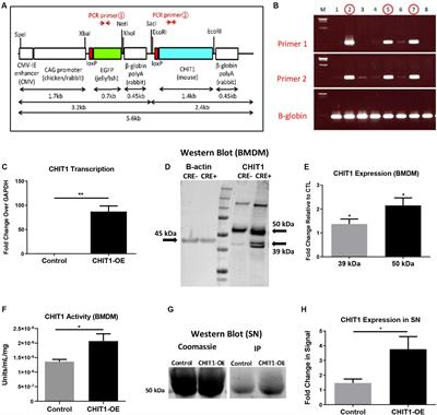 Expression of Chitotriosidase in Macrophages Modulates Atherosclerotic Plaque Formation in Hyperlipidemic Mice